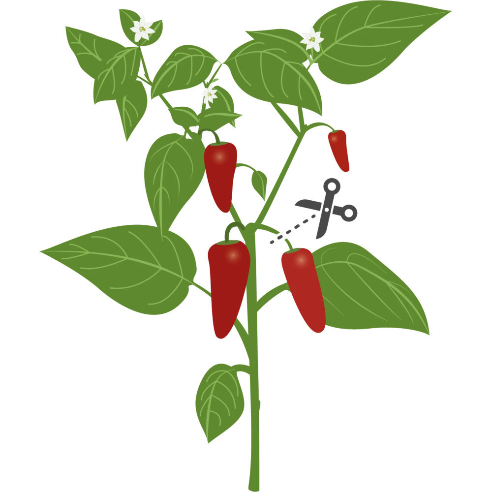 Tipps für einen erfolgreichen Anbau